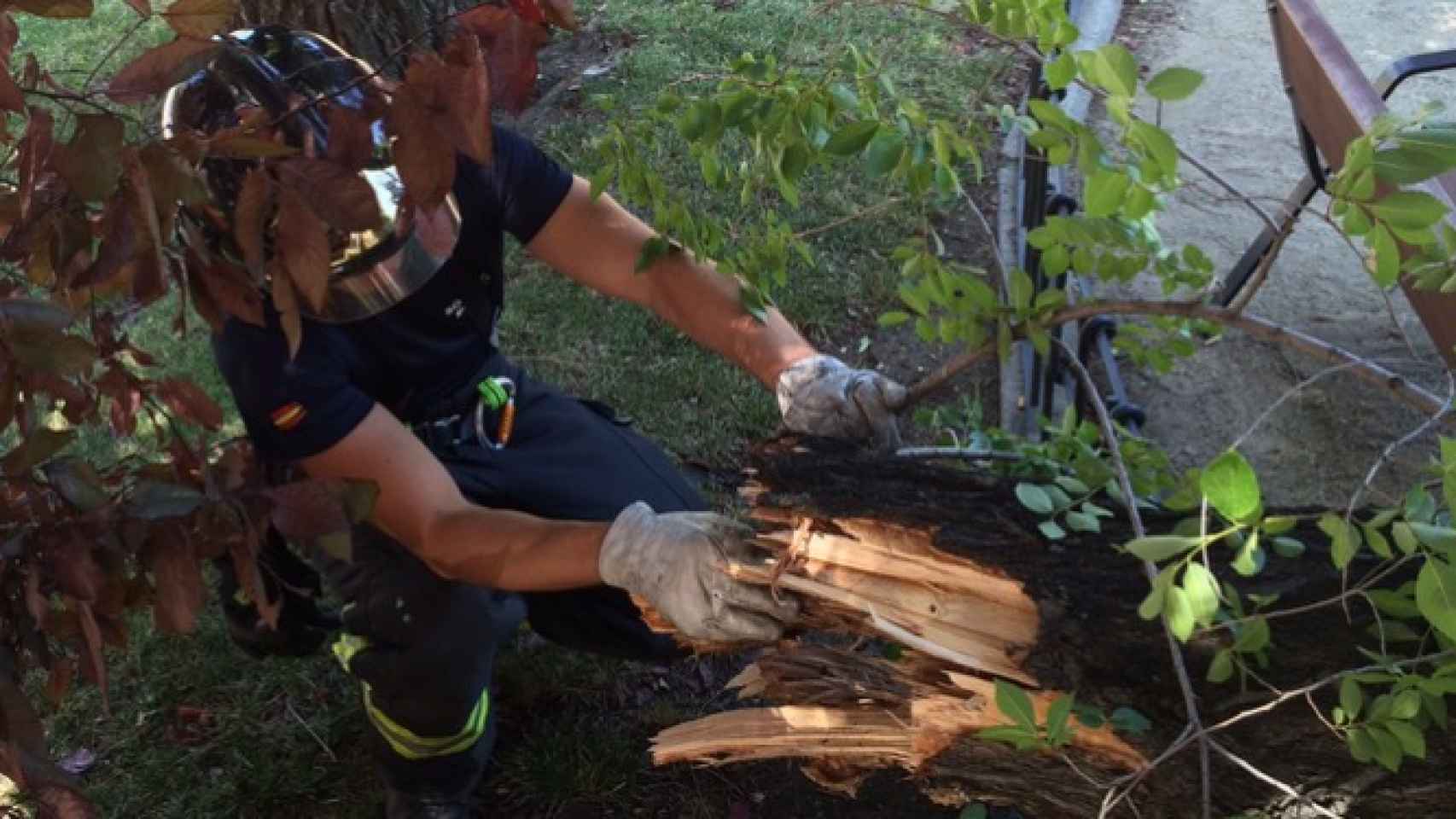 Un operario retira los restos del árbol que cayó en Moratalaz.
