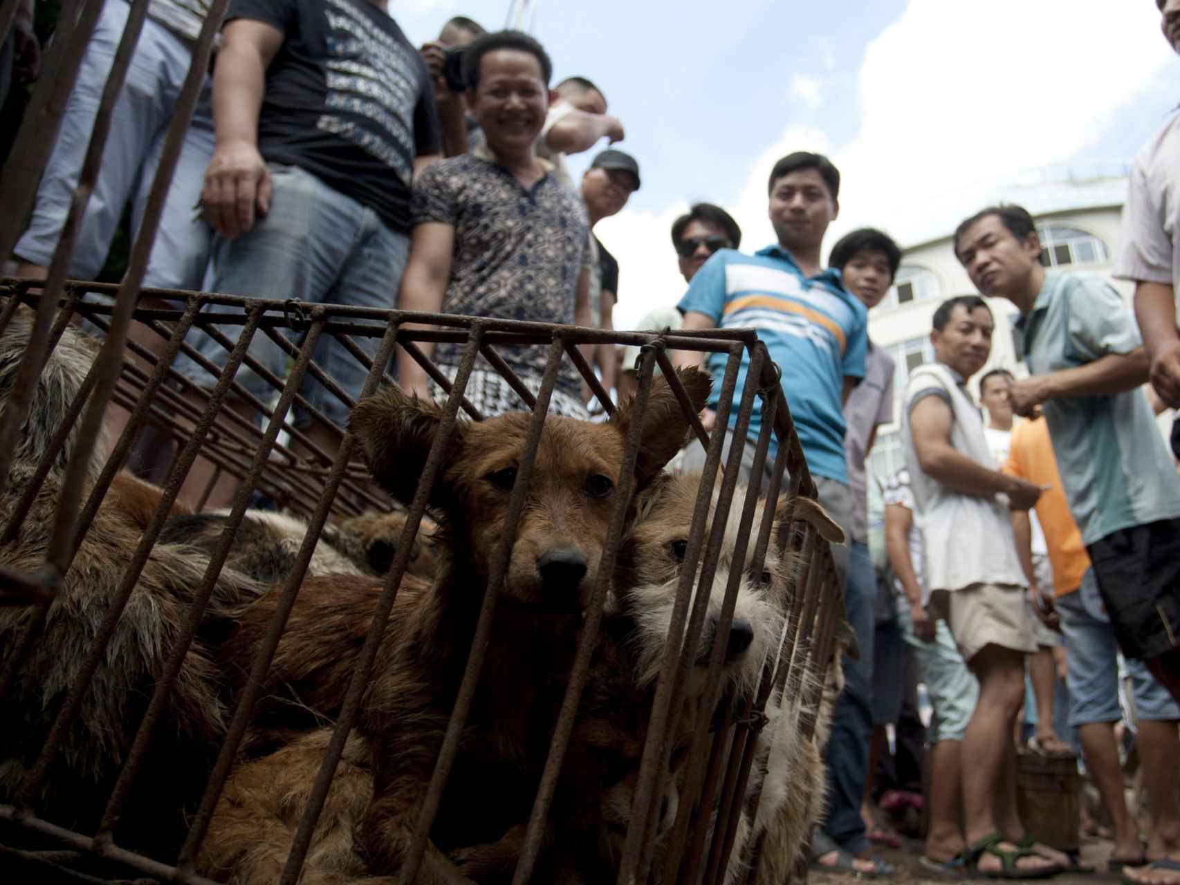 Perros enjaulados en el Festival de Yulin.