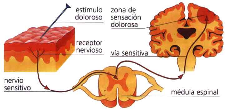 dolor