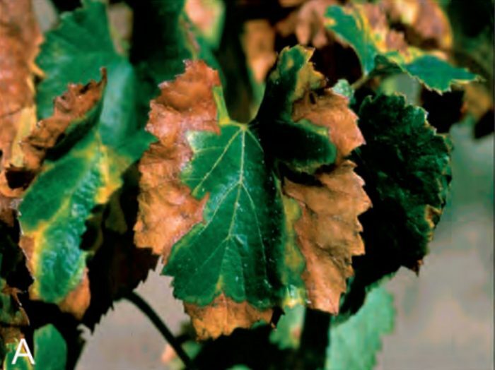 xylella-fastidiosa