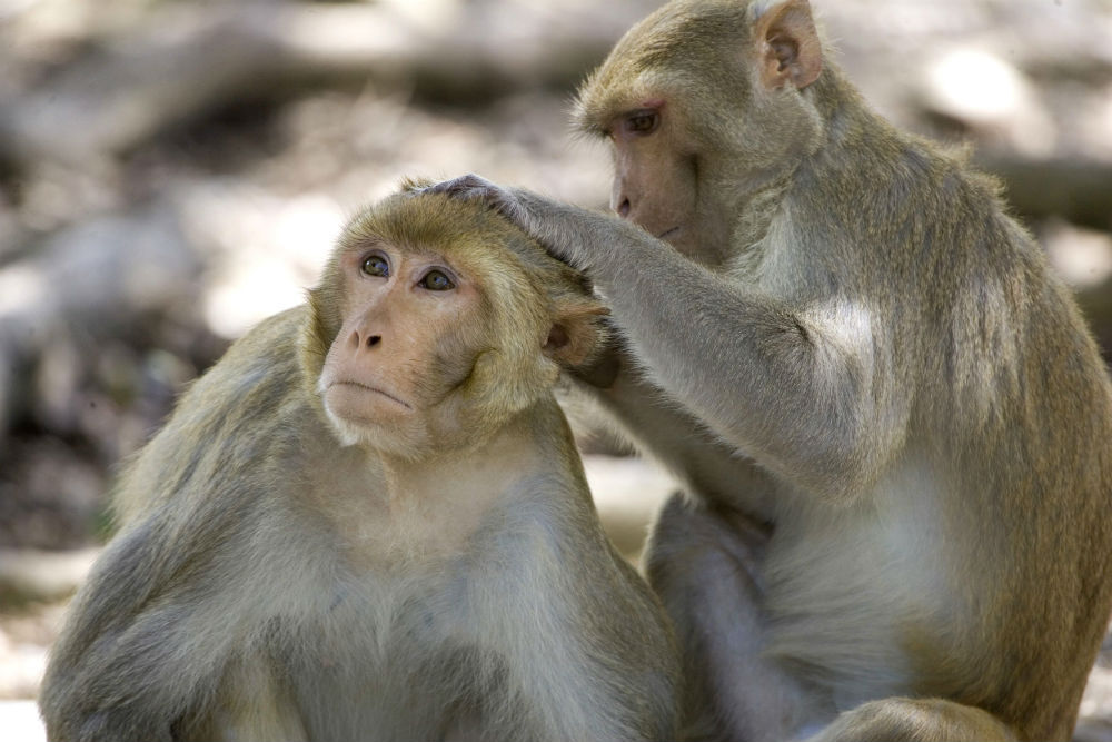 monos_rhesus