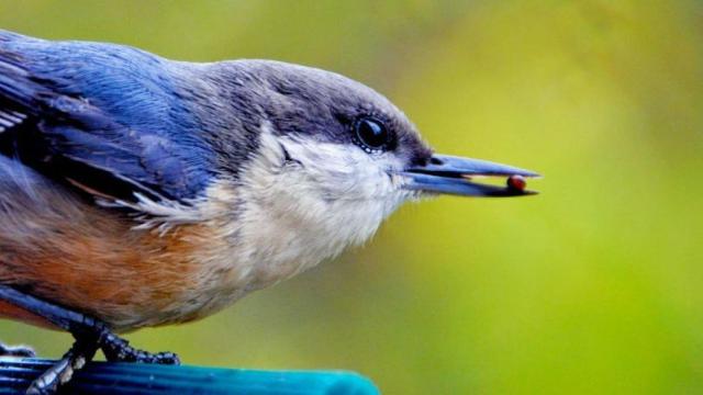 pajaro-con-baya-en-la-boca