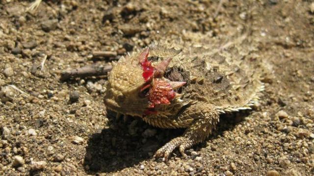 Phrynosoma-lagarto-cornudo-sangre-ojos