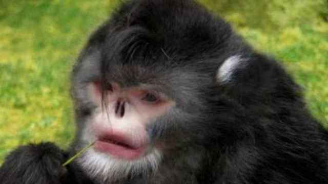 mono-estornudador