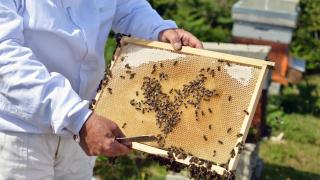 Primer plano panal abejas.