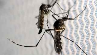 Mosquitos transmisores del Zika.