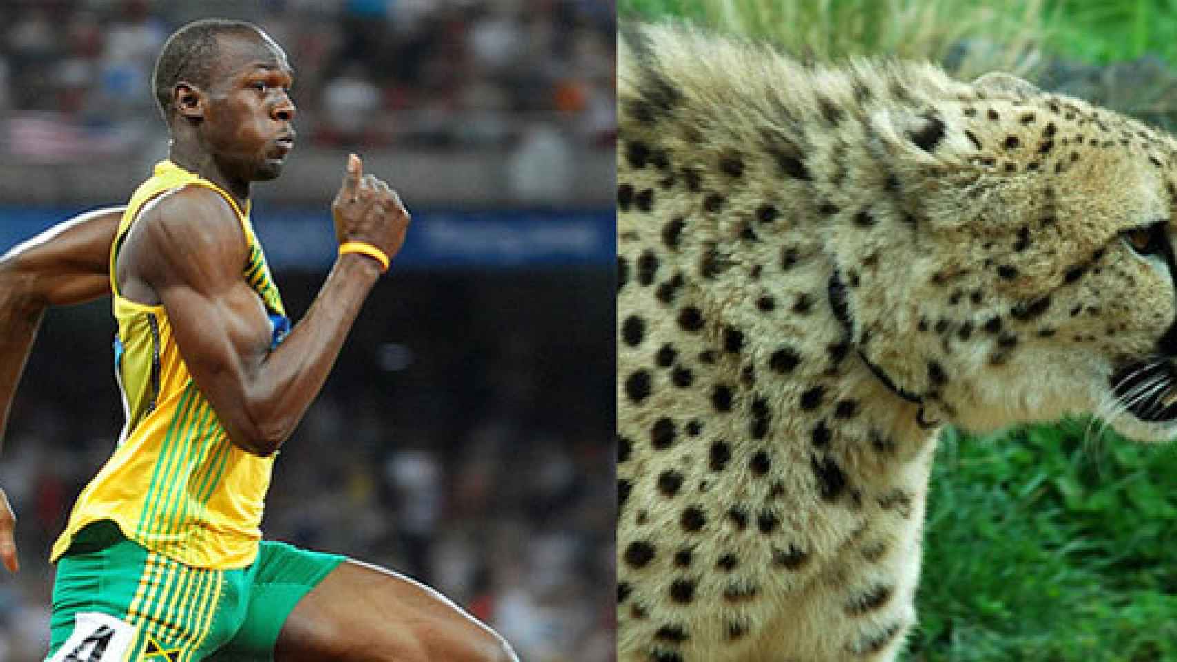 Los animales más veloces del planeta: Dejando en ridículo a Usain Bolt