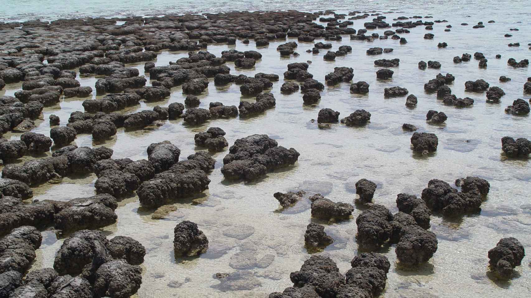 Estromatolitos en Shark Bay, al oeste de Australia.