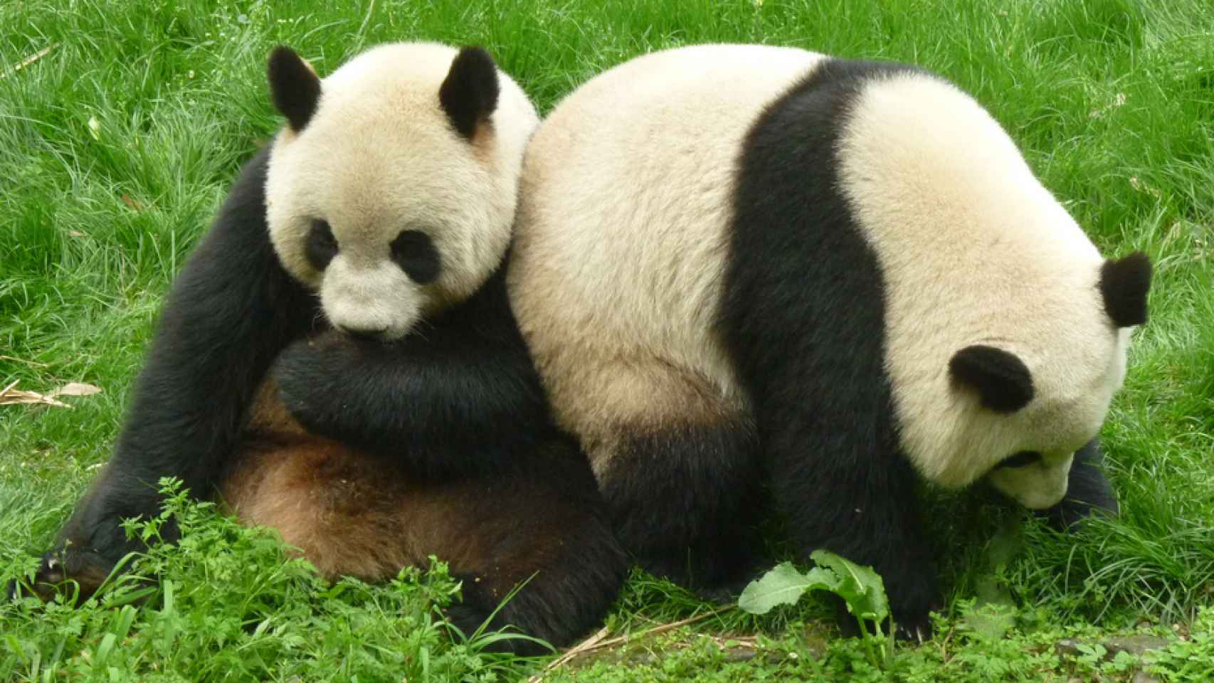 El oso panda ya no es una especie en peligro
