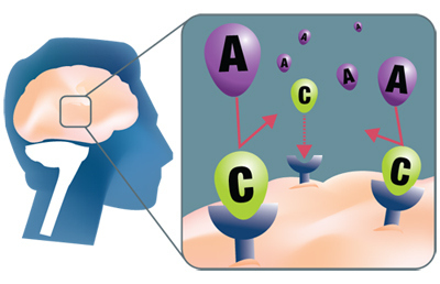 receptor-adenosina