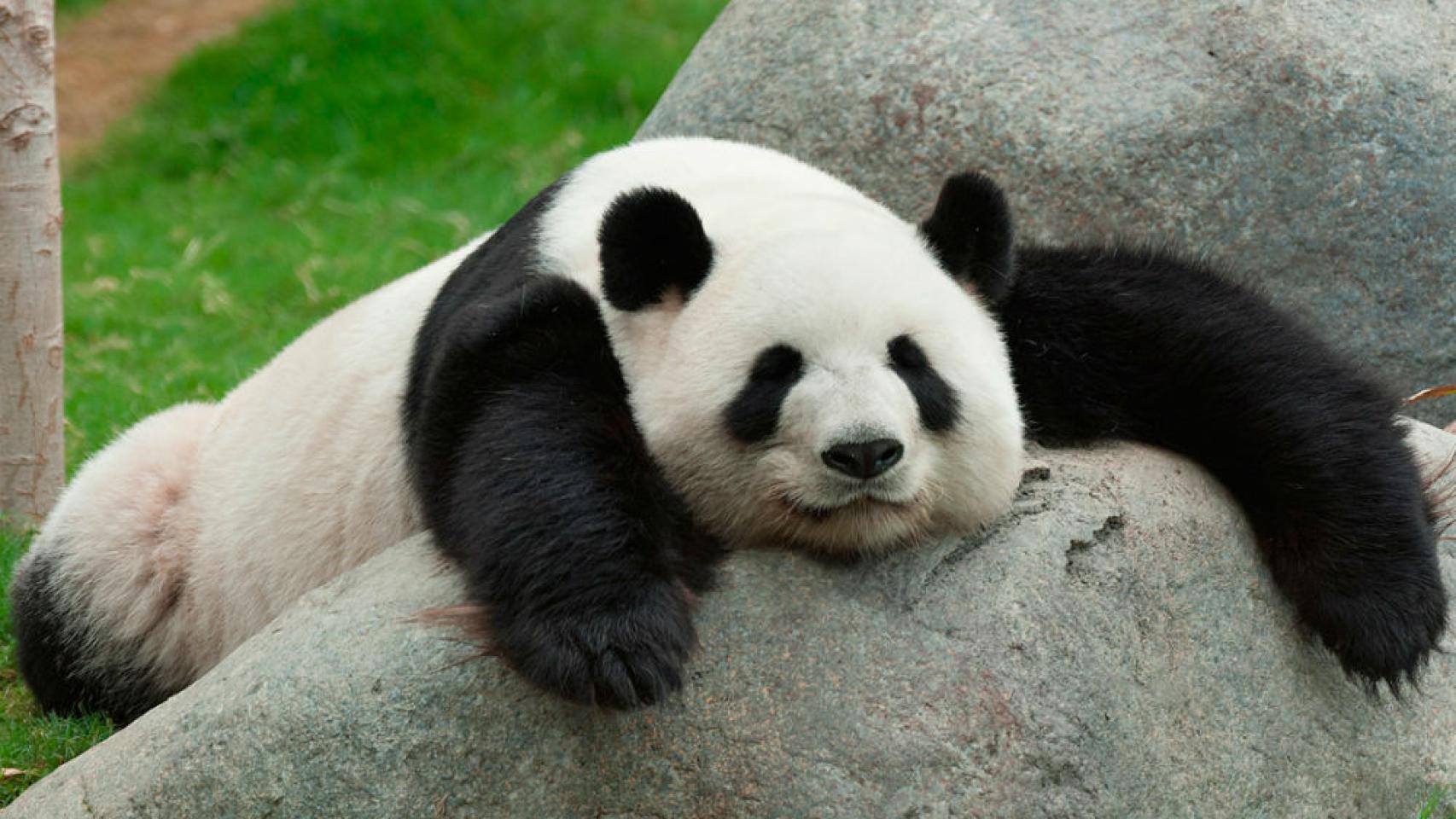 Javar Jasti Xxx Video S - El oso panda, un animal precioso que ya no estÃ¡ en peligro de extinciÃ³n