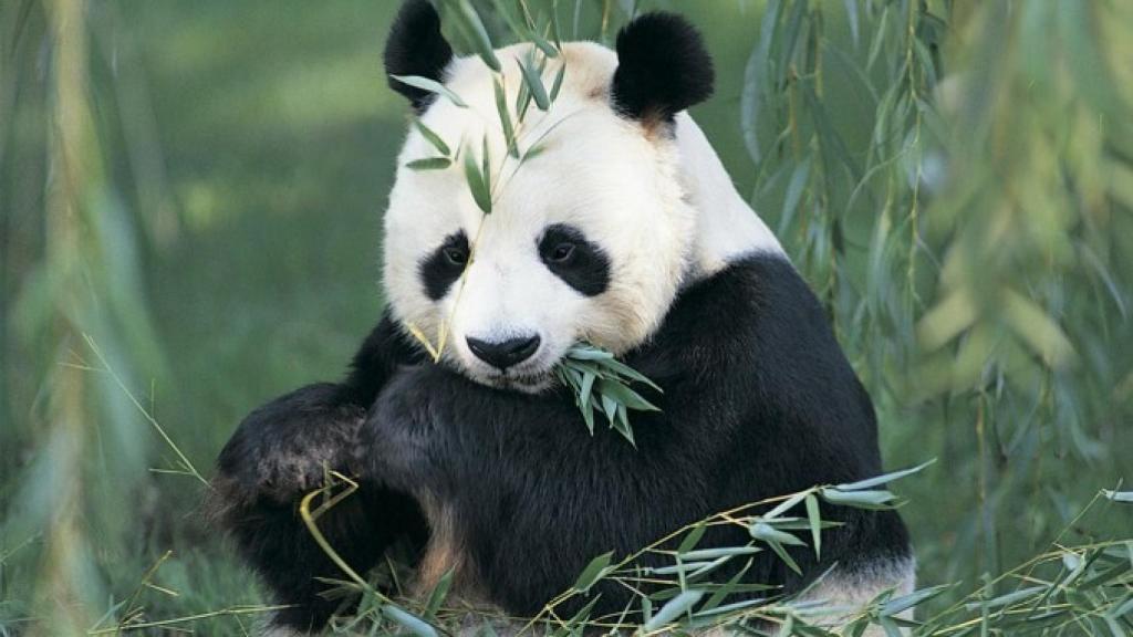 oso_panda-680x470