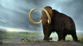 1280px-Woolly_mammoth
