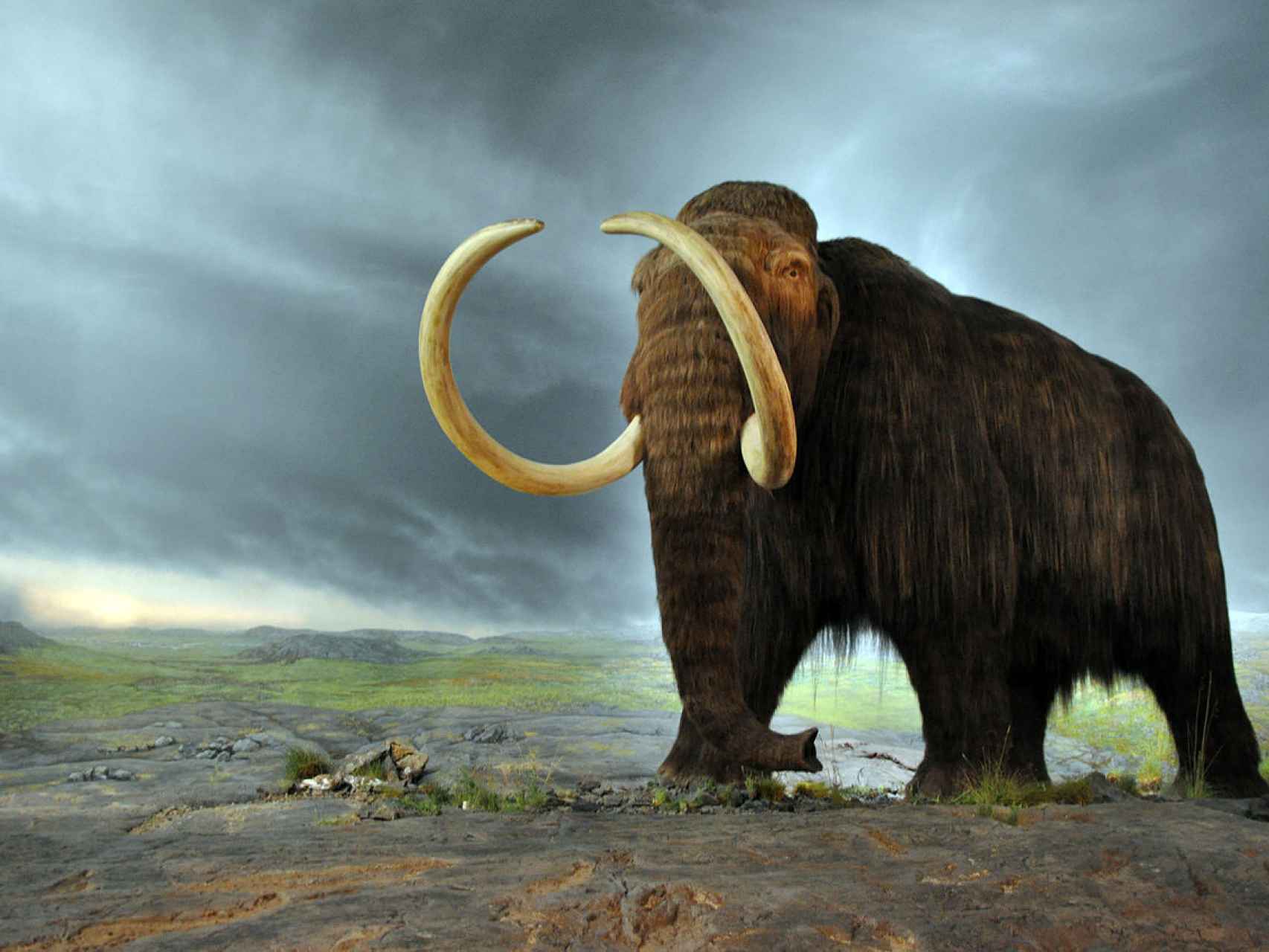 Un mamut lanudo.