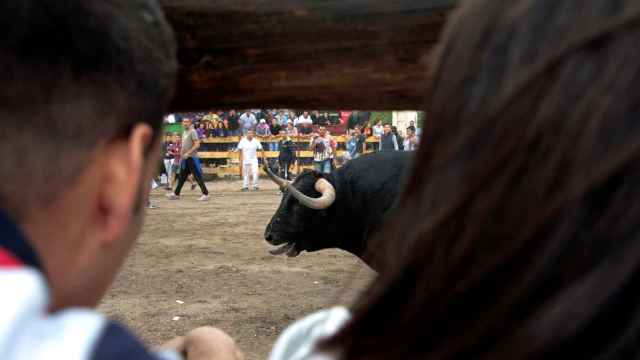 El toro `Pelado´ durante la celebración de las fiestas de Tordesillas.