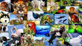 animales-extincion