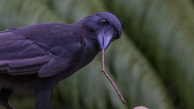 Un cuervo hawaiano en cautividad usa un palo para extraer comida.