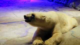 Putin rescata a unos meteorólogos cercados por osos polares en una isla