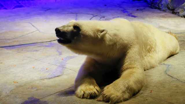 Putin rescata a unos meteorólogos cercados por osos polares en una isla