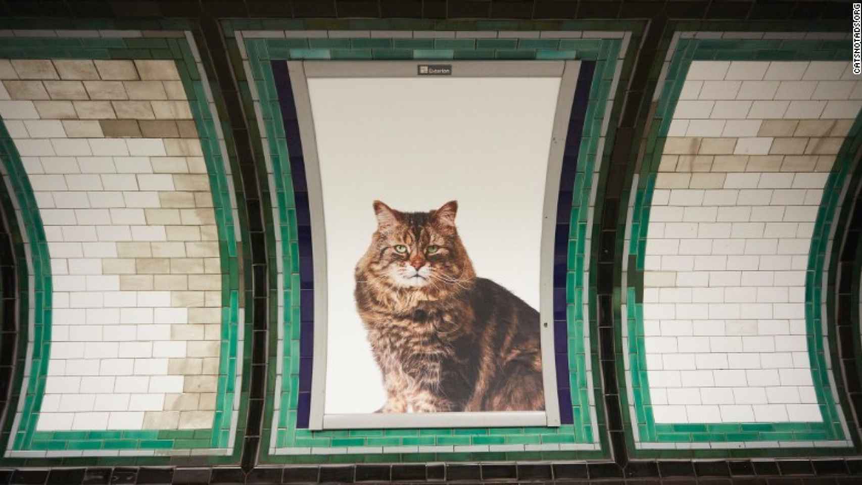Los gatos invaden una estación del Metro de Londres.