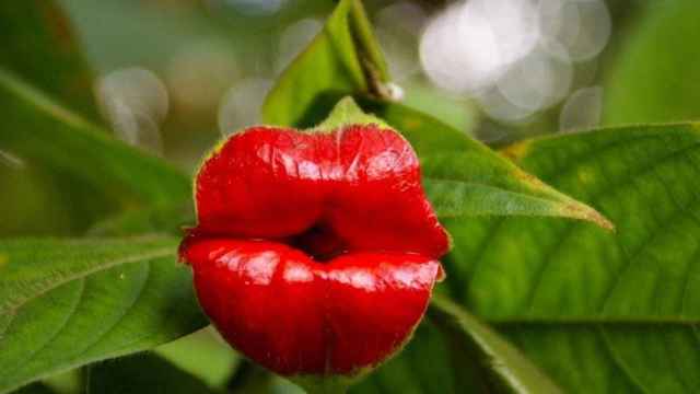 La Psychotria Elata, también llamada Labios de Mujer, una planta tropical de la selva de Costa Rica.