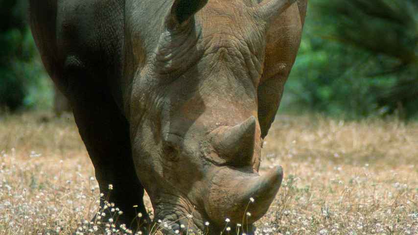 El futuro del rinoceronte, un asunto de cuernos