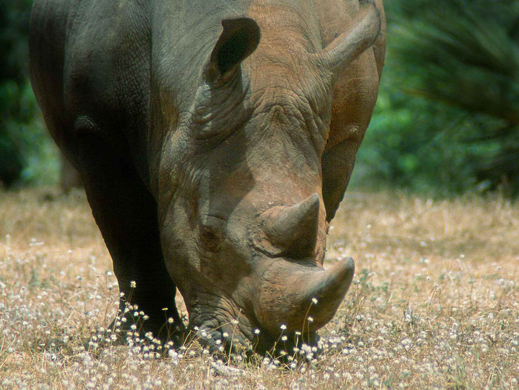 Un rinoceronte blanco en el Parque Nacional de Meru, Kenia.