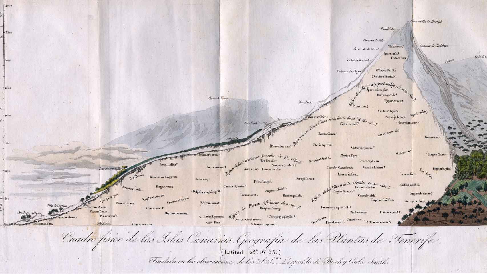 Geografía de las plantas de Tenerife, hecha a partir de las observaciones de Leopoldo de Buch, quien acompañó a Humboldt en la ascensión al Teide.