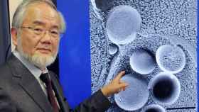 Yoshinori Ohsumi, padre de las células que reciclan, Nobel de Medicina 2016