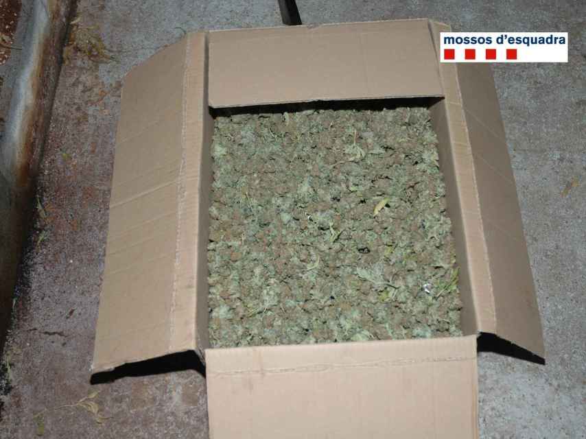 Cajas de marihuana incautadas por los Mossos d'Esquadra