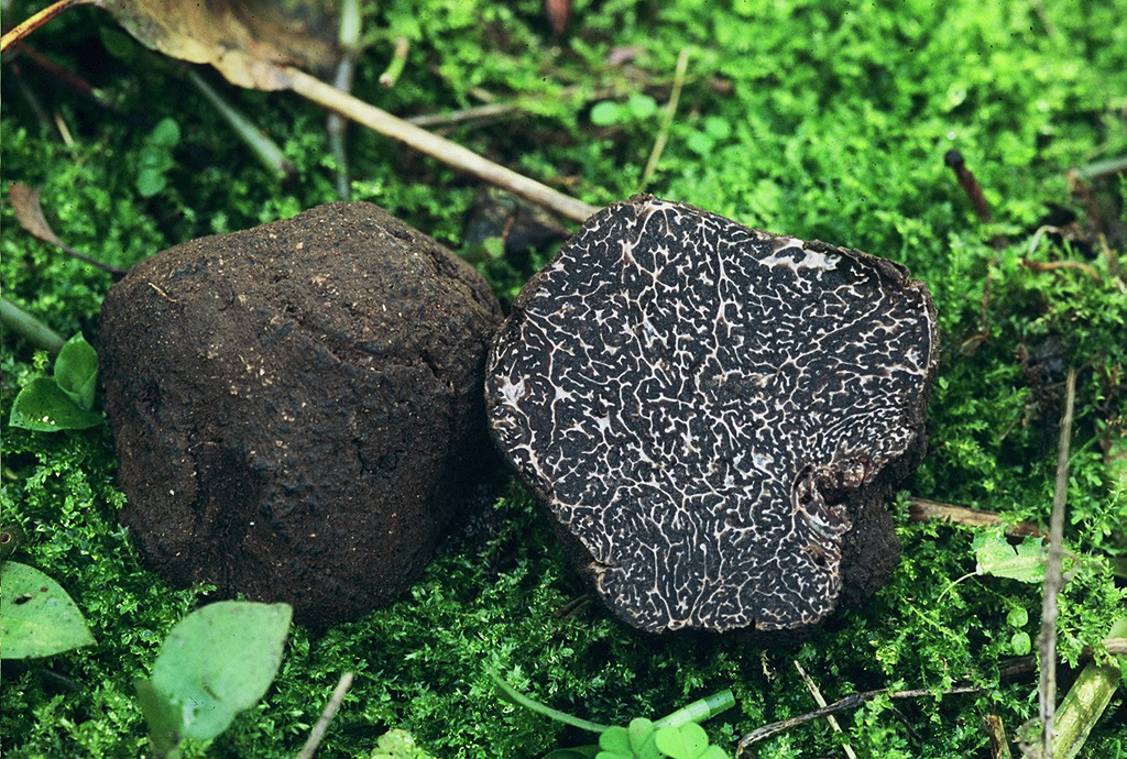 trufa-negra