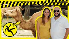 ¿Habrá sobrevivido el camello de Kiko Rivera?