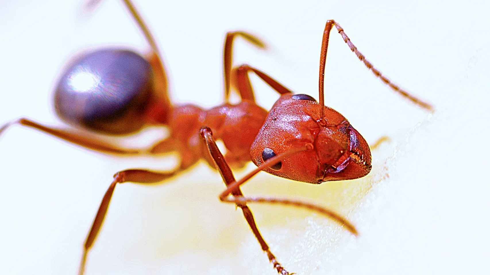 Si tinción Grabar Comer hormigas está de moda y deberías probarlo