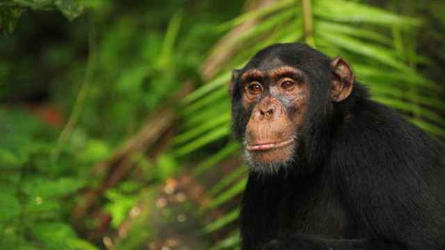 El chimpancé Abrams, del Ngogo Chimpanzee Project en Uganda
