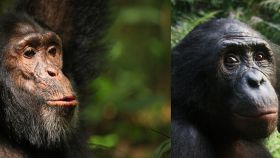 El chimpancé DJ y un bonobo