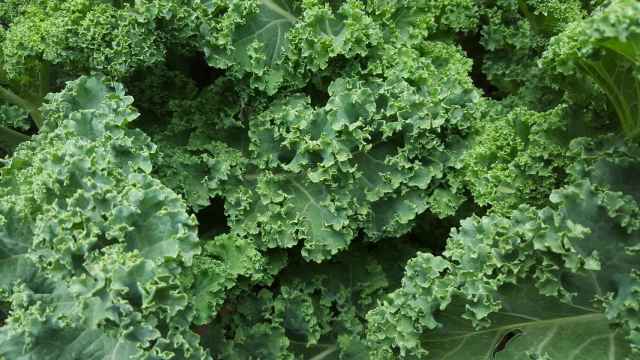 La col rizada, el repollo o el brócoli son ricos en vitamina U.