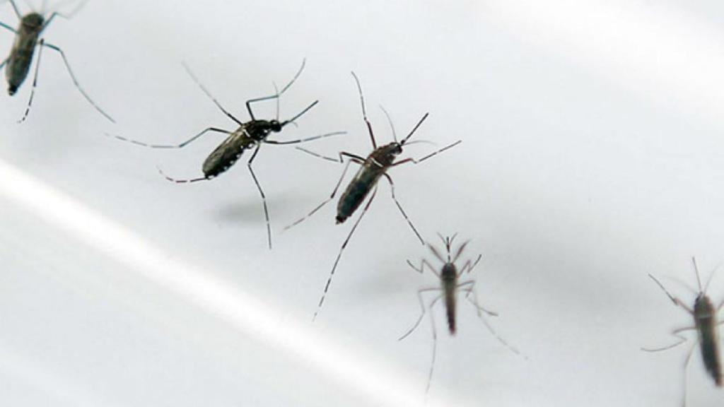 Mosquitos