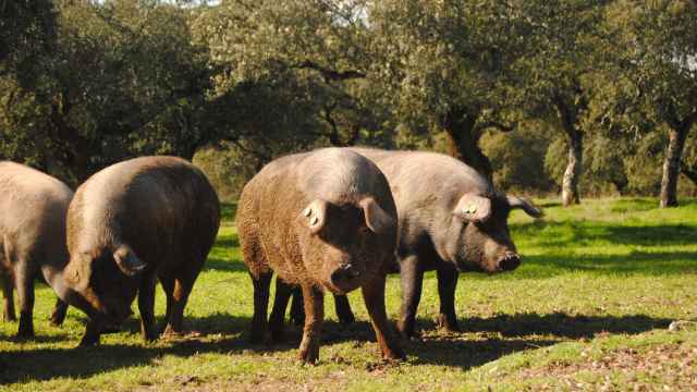 Cerdos ibéricos en Extremadura.