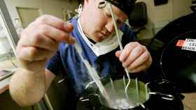 Un embriólogo manipulando embriones.
