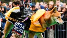 Un perro disfrazado del canal de televisión Fox participa en la fiesta canina de Halloween 2016 en Nueva York.