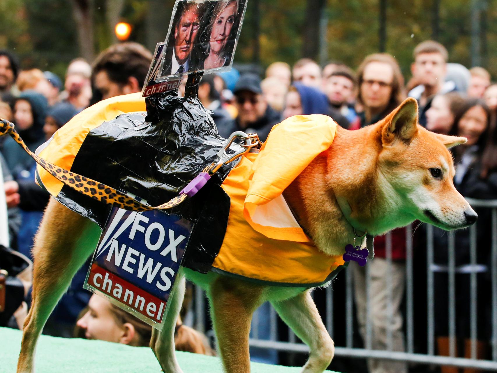 Un perro disfrazado del canal de televisión Fox participa en la fiesta canina de Halloween 2016 en Nueva York.