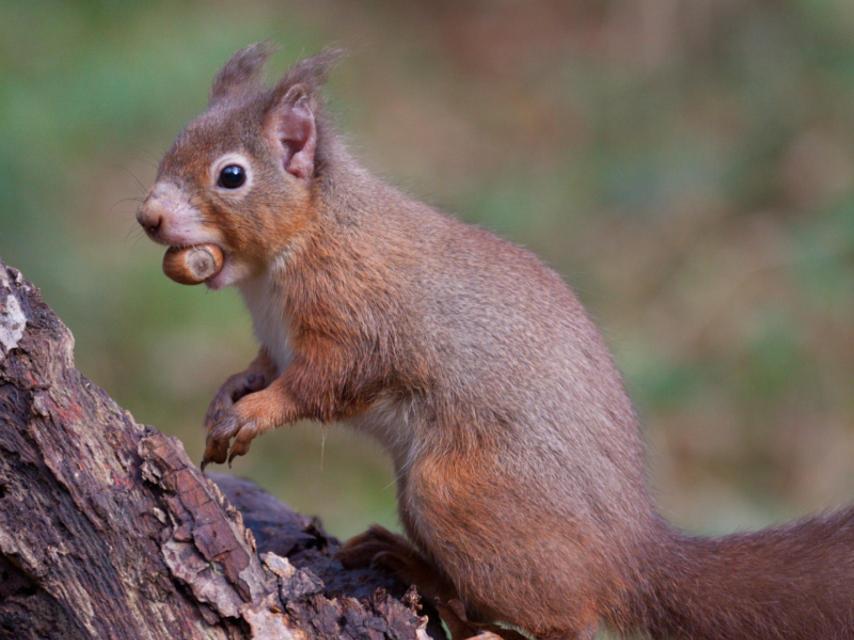 Una ardilla roja con la oreja alopécica, posible signo de lepra.