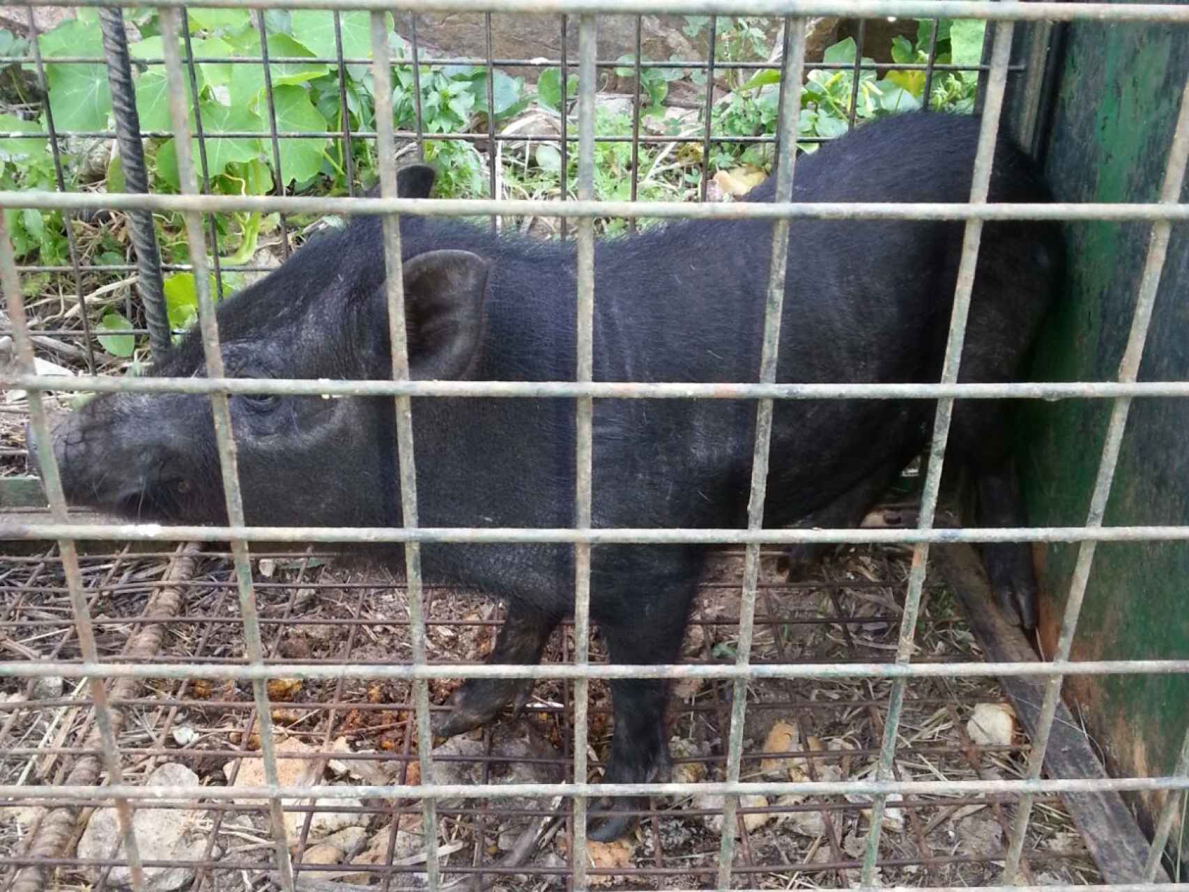 Un ejemplar de cerdolí atrapado en Ceuta.