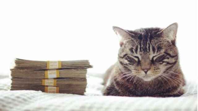 Así es Cash cats, la cuenta que aúna las dos cosas que más te gustan de la vida: los gatitos y tener dinero