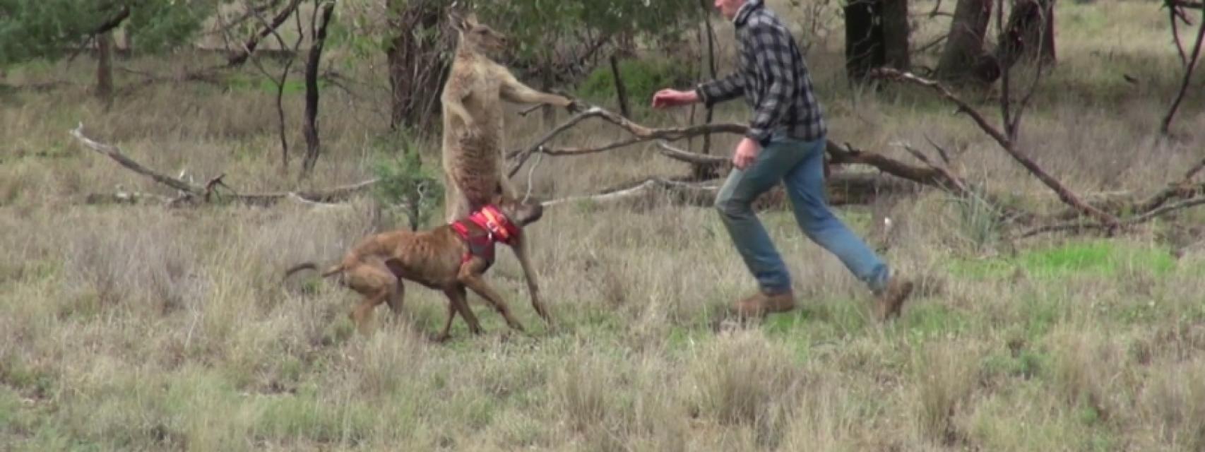 Man punches a kangaroo in the face to rescue his dog (Original HD)