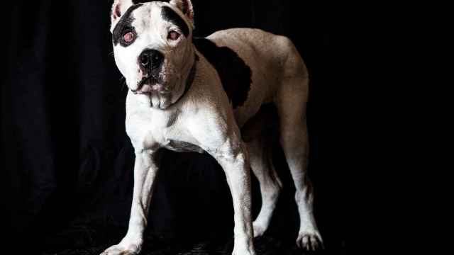 Un perro como este, de la raza pitbull, ha atacado a una mujer en Entrevías.