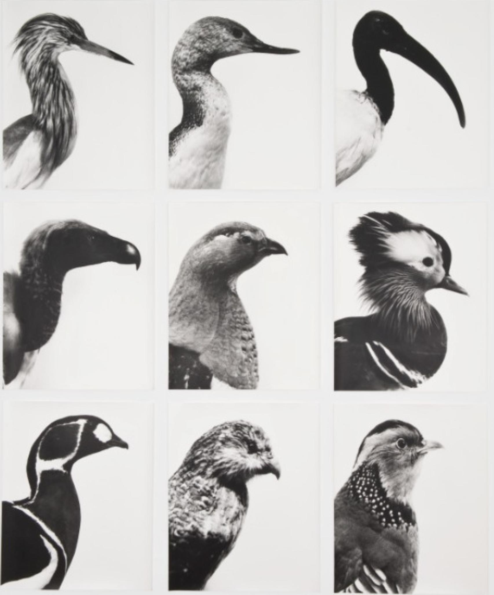 Obra de Jochen Lempert, titulada Aves Ucelli.
