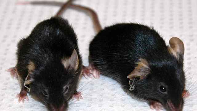 A la izquierda un ratón con progeria y a la derecha un ratón con progeria reprogramado.