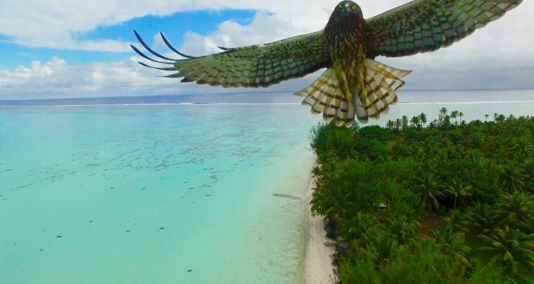 bird-attack-in-french-polynesia-by-actua-drone-768x408