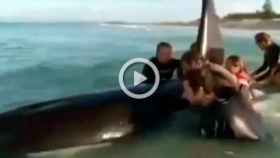 Un grupo de bañistas rescata una orca varada en una playa